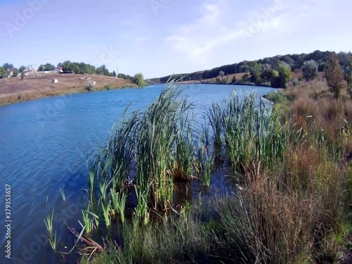 leaves of reeds in water