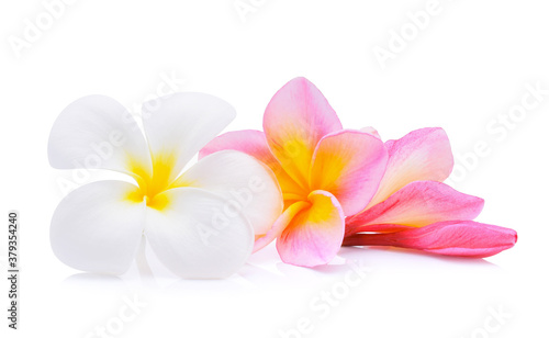 frangipani flower isolated on white background