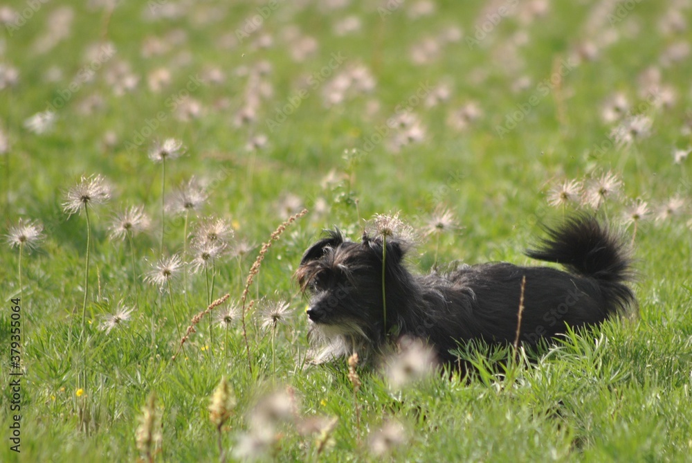 Naklejka premium dog on the grass