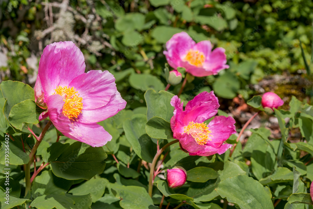 Crimean Peony (Paeonia daurica) Ai-Petri Mountain, Crimea Crimean Peony (Paeonia daurica) Ai-Petri Mountain, Crimea