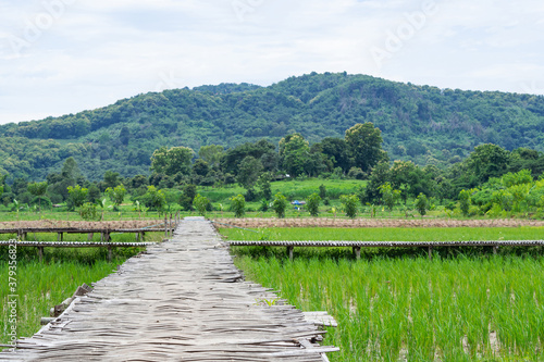 Rural green rice fields and bamboo bridge with sky and mountains background