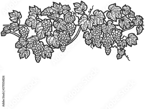 Engraving hand drawn vector illustration of grapes. Vine sketch isolated.