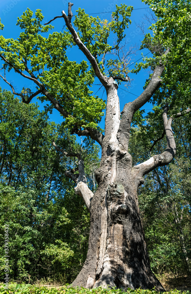 Medieval millennial oak, tree and landmark of the Cold Yar, Ukraine. Maxim Zalizniak Oak