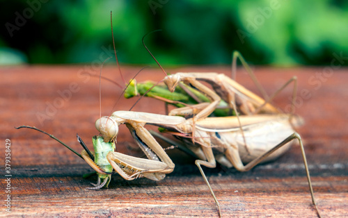 Slika na platnu Female of Praying mantis eating male during mating
