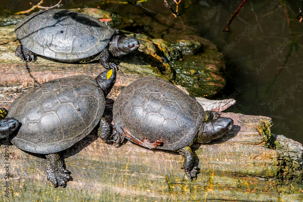 Obraz premium European Pond Terrapin (Emys orbicularis) in park, Moscow, Russia