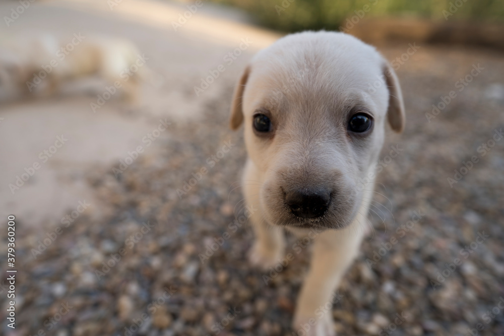 labrador pequeño cachorro blanco reciéntenme nacido