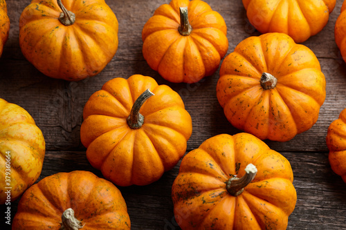 Beautiful mini pumpkins on wooden planks