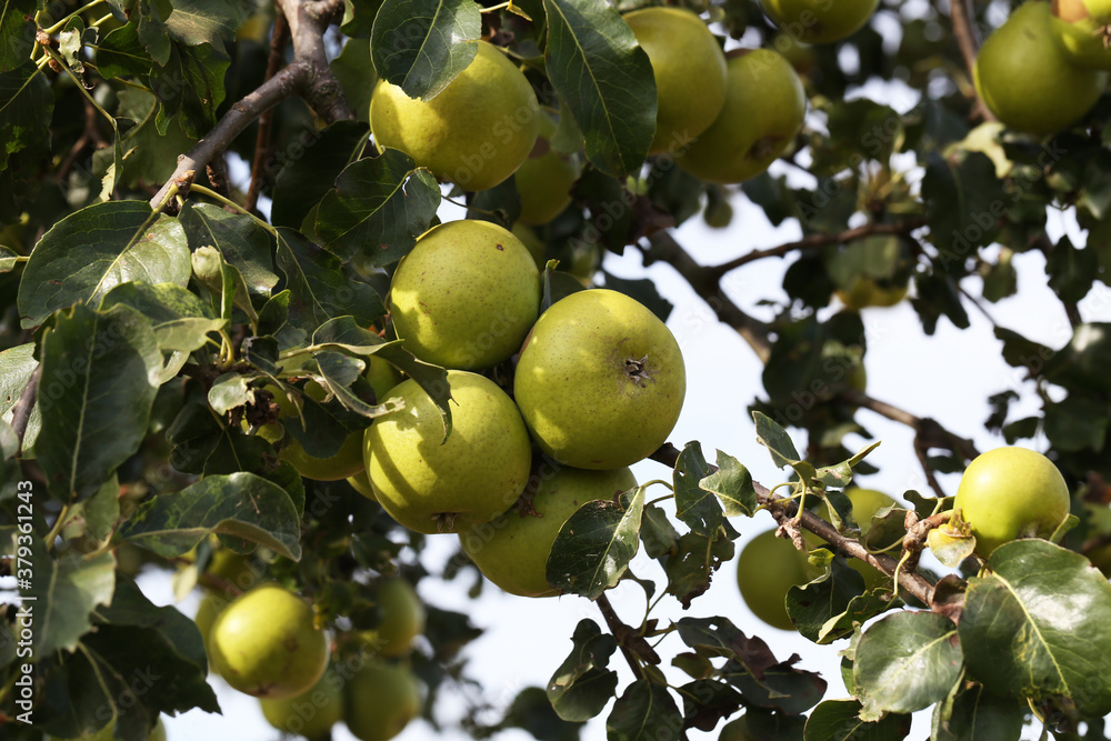 Green pears ripen in trees in the garden Green pears ripen in trees in the garden