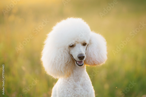 small white poodle on the grass.