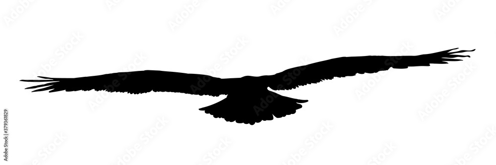 Poster Affiche Falcon hawk eagle or orel black silhouette isolated on white background 60x20 cm