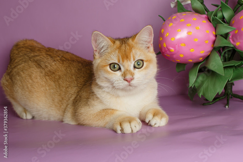 Golden chinchilla British cat on a lilac background