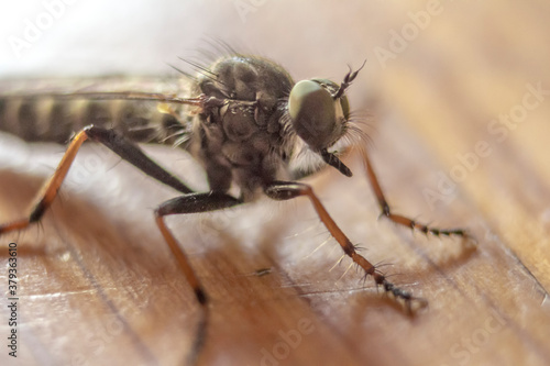 Wallpaper Mural Macro Aufnahme einer Fliege am Boden Torontodigital.ca