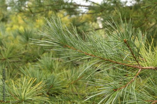 Green pine branches in the forest in summer