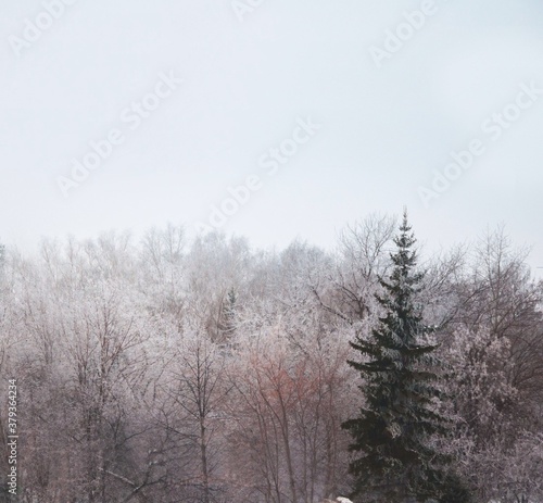 trees in snow © Фрося Баранова