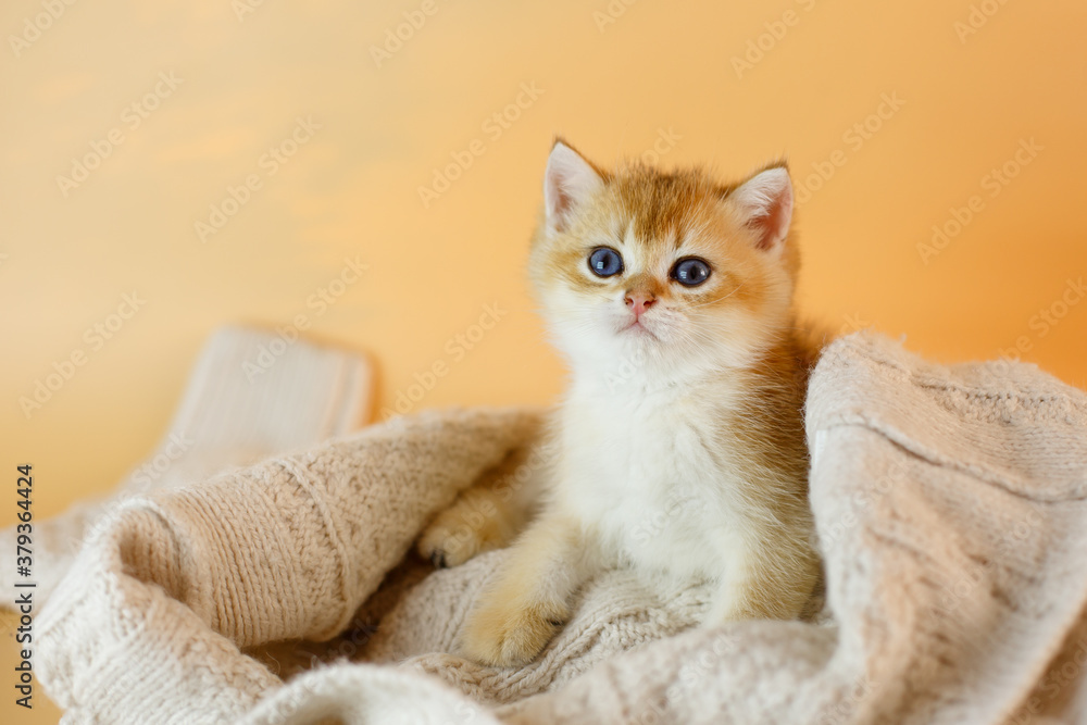 kitten breed British Golden chinchilla wrapped in a blanket, a kitten in a knitted blanket on a beige background