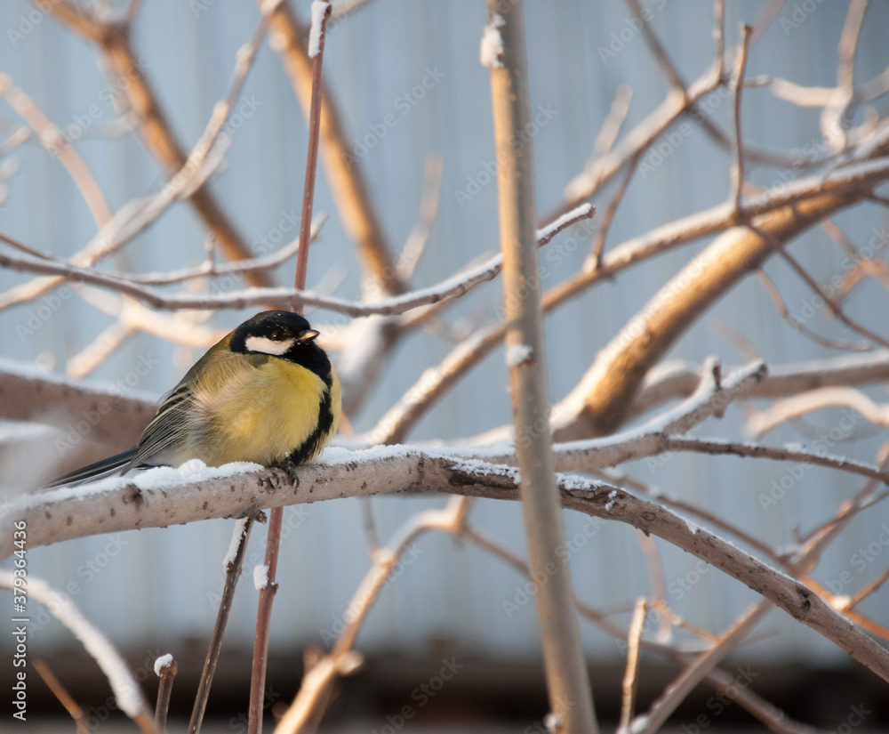 Fototapeta premium a snow bird 