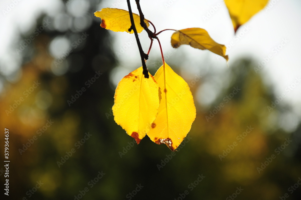 Obraz premium yellow autumn leaves