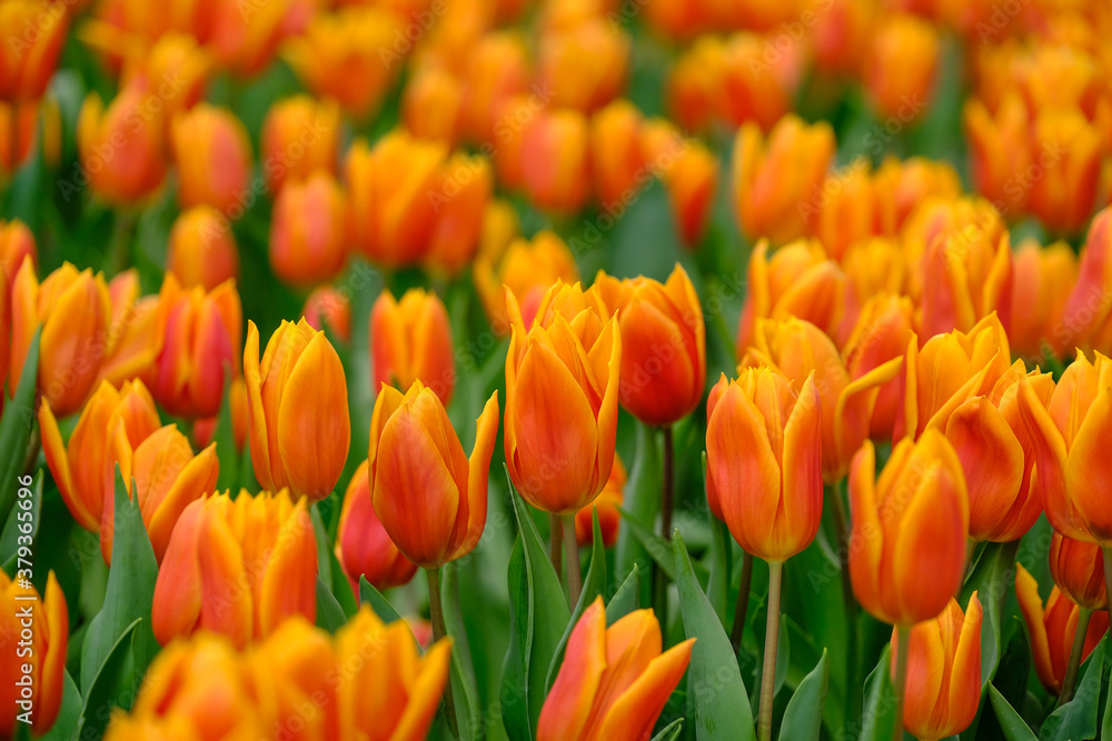 Beautiful color bouquet of tulips in spring Beautiful color bouquet of tulips in spring