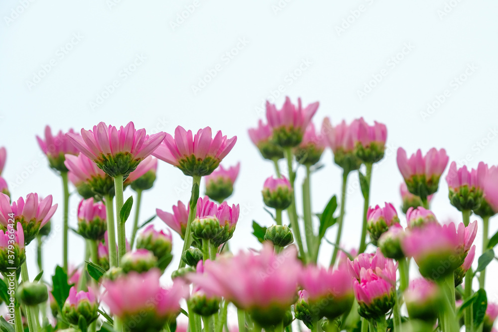 Beautiful flowers of chrysanthemums in the garden Beautiful flowers of chrysanthemums in the garden