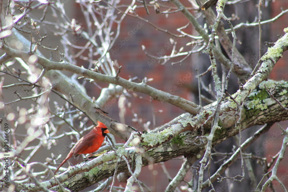 A small bird perched on a tree branch A small bird perched on a tree branch