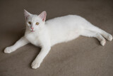 White cat on the floor