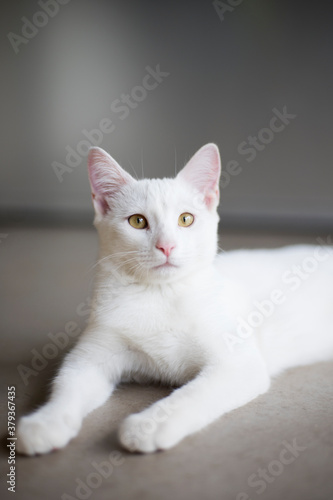 White cat on the floor