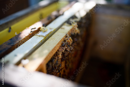 Top view of bees on honeycomb frames in the hive.