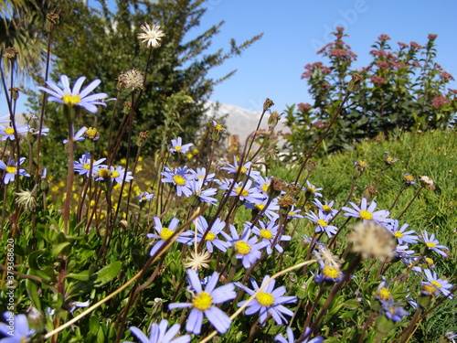 Blue flowers in a field on the Golan