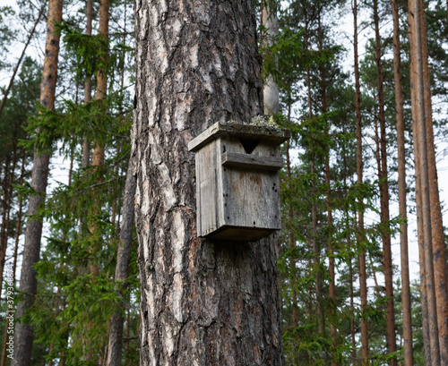 Handmade bird house on the forest.