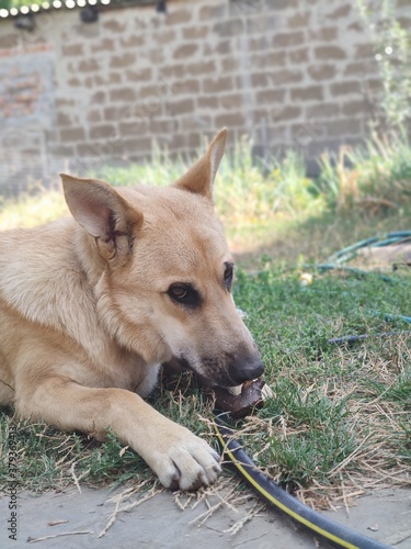 german shepherd dog