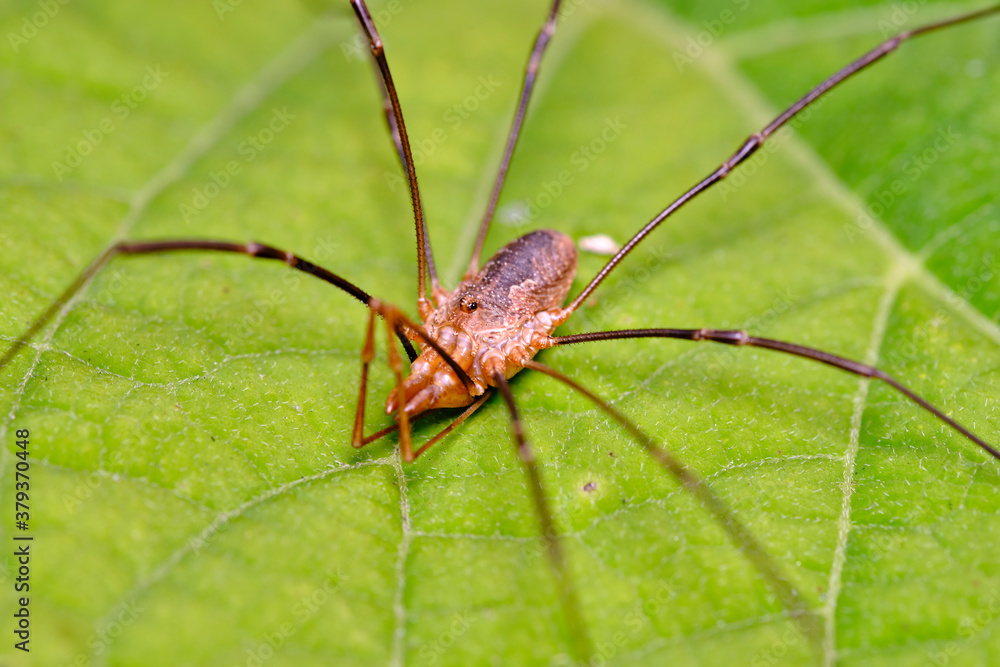 Spider haymaker (Phalangium opilio) waits for prey on the leaves of Gortensia Spider haymaker (Phalangium opilio) waits for prey on the leaves of Gortensia