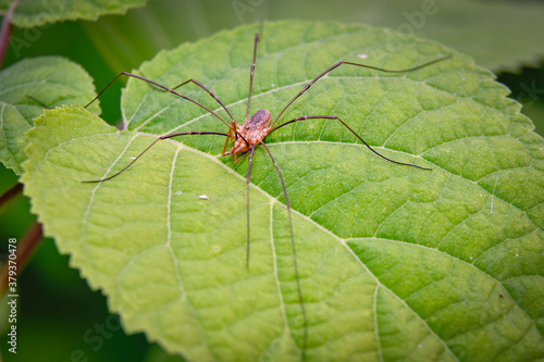  Spider haycous ordinary (Phalangium opilio) waits for prey on the leaves of Gortensia. Macro photo.