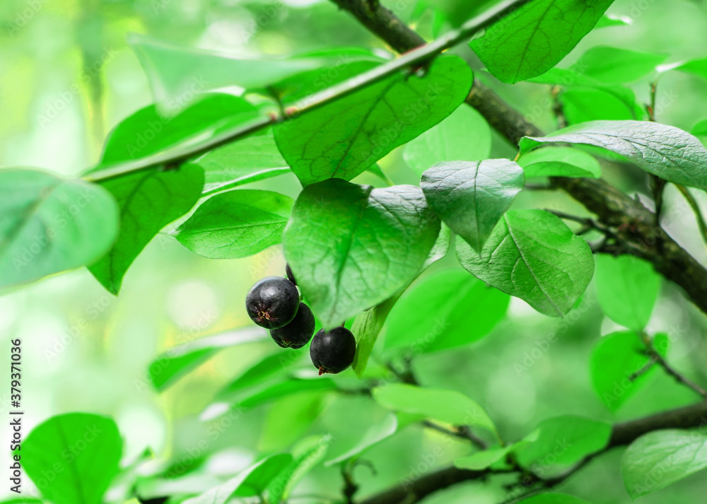 Black berries on a background of green foliage. Вlurred background. Selective focus. Black berries on a background of green foliage. Вlurred background. Selective focus.
