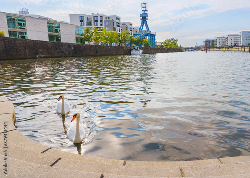 Harbor in Offenbach in summer with swans in the foreground