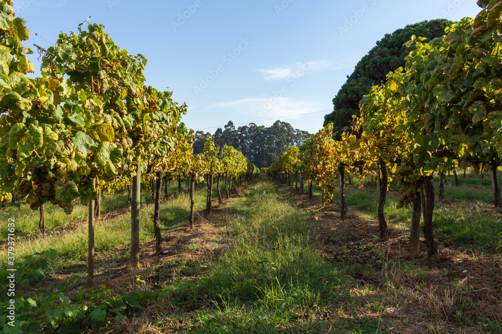 Rows of green vineyards growing in the agricultural lands of Palmeira de Faro, Esposende, Minho Region. Minho is the biggest wine producing region in Portugal. Vineyards prepared for the collection.