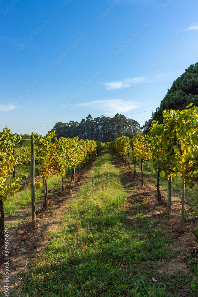 Obraz premium Rows of green vineyards growing in the agricultural lands of Palmeira de Faro, Esposende, Minho Region. Minho is the biggest wine producing region in Portugal. Vineyards prepared for the collection.