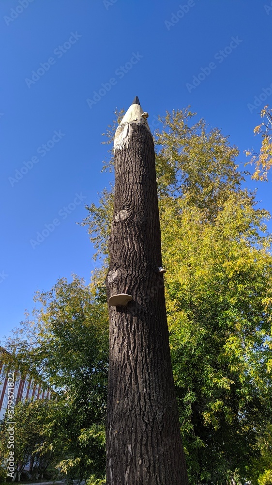 Fototapeta premium tree in the park