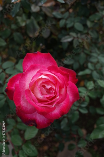 Red and White Flower of Rose 'Seika' in Full Bloom 
