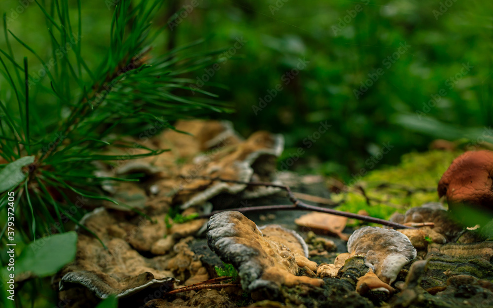 Brown mushrooms growing in a green rain forest Brown mushrooms growing in a green rain forest
