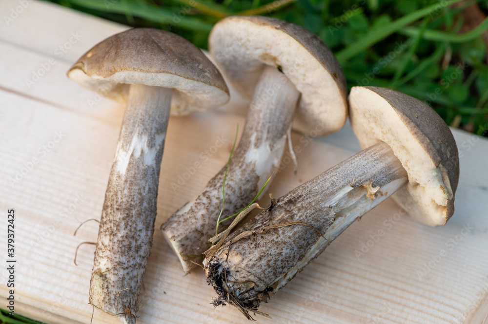 Cut young boletus mushrooms in green grass, close-up, selective focus. Autumn harvest, gifts of nature. Cut young boletus mushrooms in green grass, close-up, selective focus. Autumn harvest, gifts of nature.