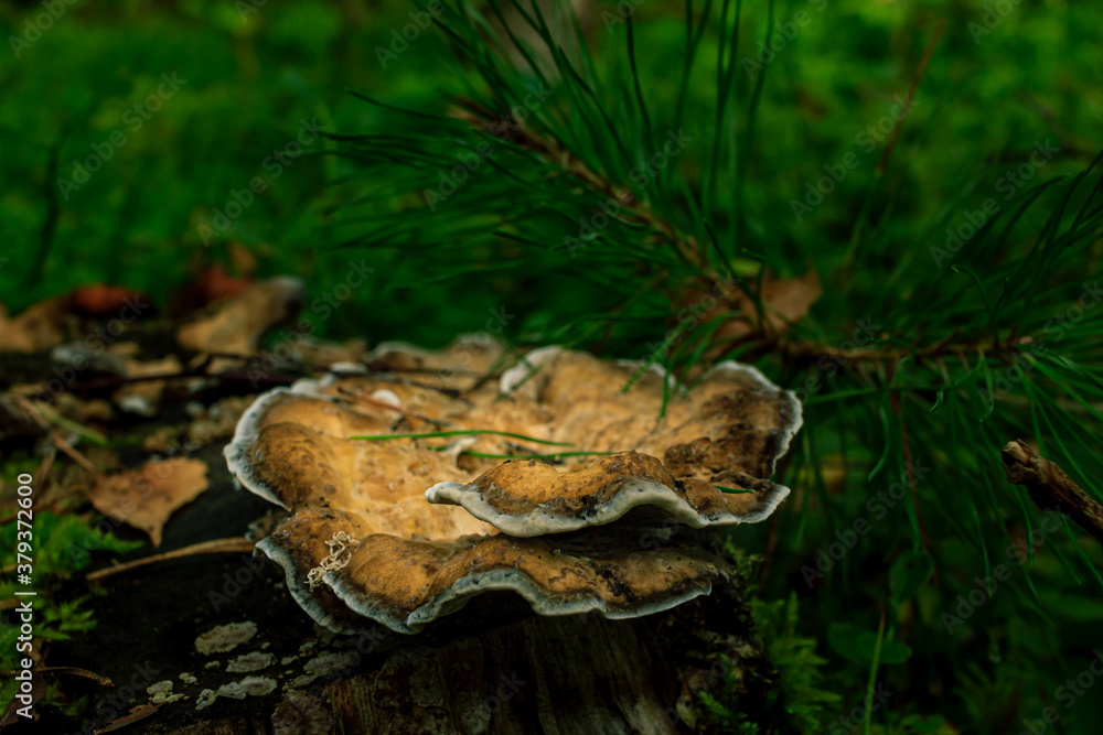 Brown mushrooms growing in a green rain forest