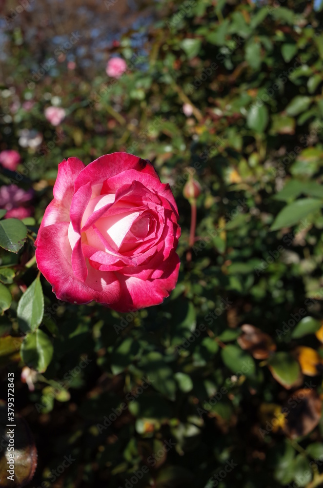 Red and White Flower of Rose 'Seika' in Full Bloom
