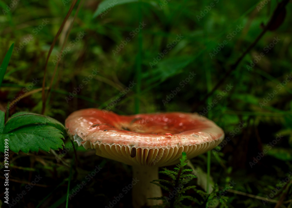 Fototapeta premium red brich leaf mushroom in green rain forest