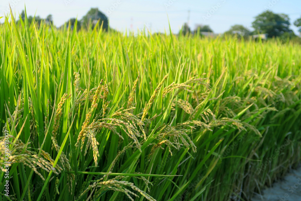 Obraz premium Rice stalk right before harvesting in Kasukabe, Saitama, Japan. September 21, 2020.
