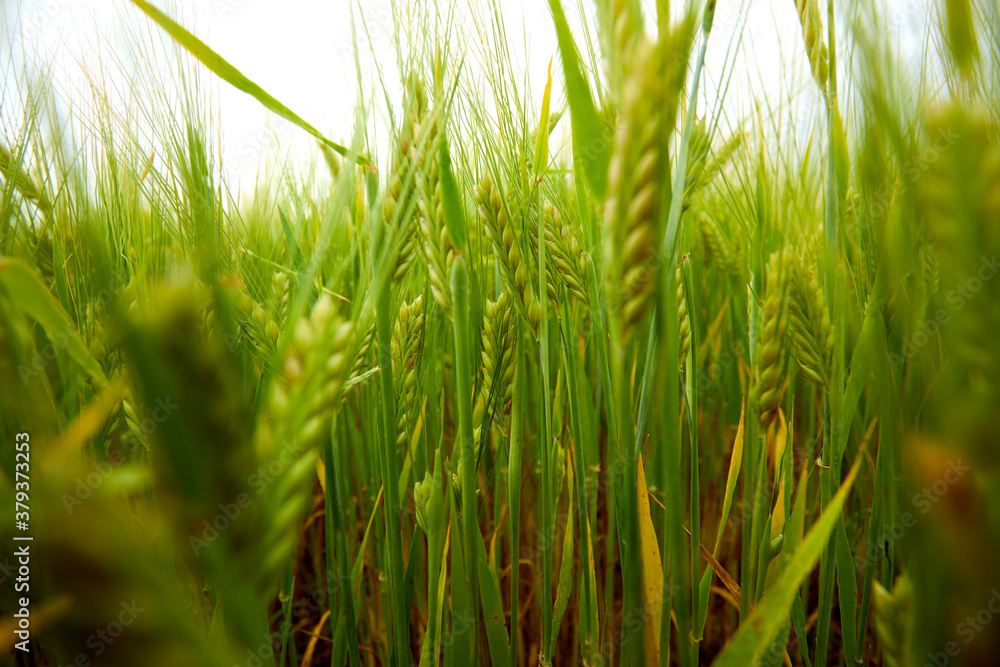 Fototapeta premium green wheat field on the farm field