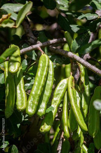 Locust bean unripe carob fruit of Ceratonia siliqua, a flowering evergreen tree native to Mediterranean, widely cultivated for its edible pods, and as ornamental tree in gardens and landscapes.