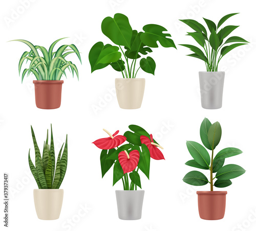 Decorative plants. Home flowers in pots colorful botanical illustrations vase with plants vector set. Home plant with green leaf, flora decorative indoor