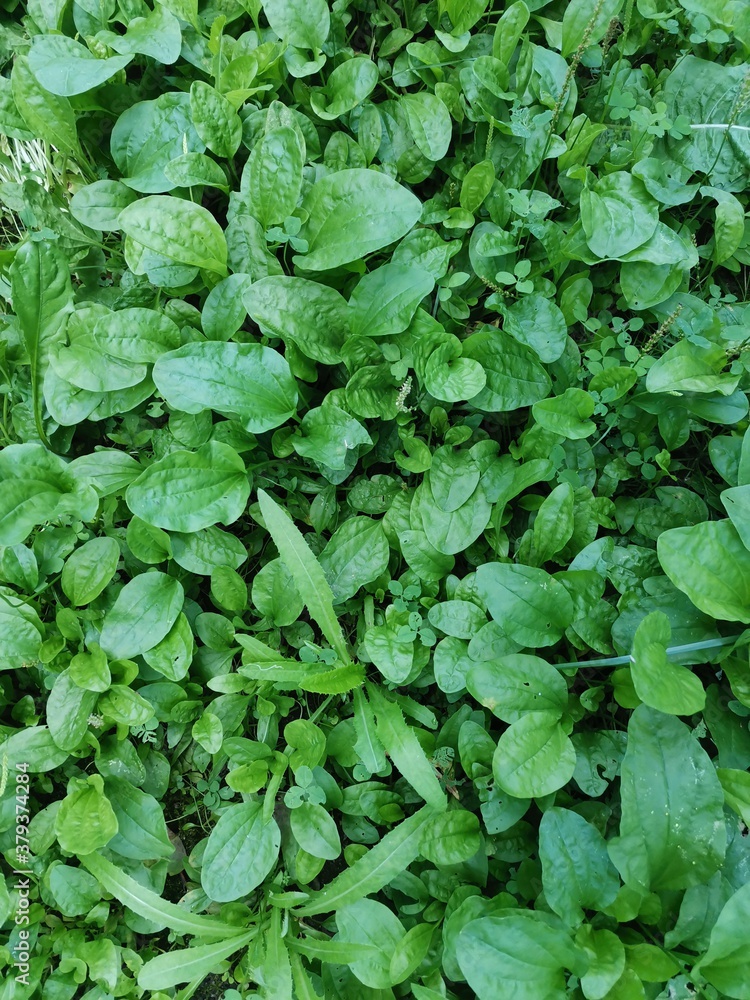 green grass green grass