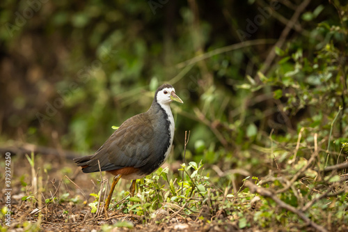 White breasted waterhen or Amaurornis phoenicurus portrait at keoladeo ghana national park or bharatpur bird sanctuary rajasthan india