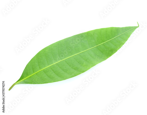 Fresh green plum mango leaves isolate on a white background.